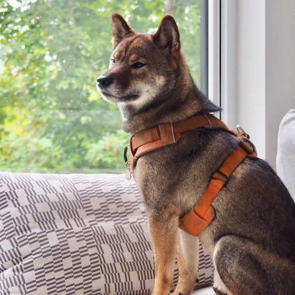 Meet your Posher, Isabelle - Picture 2 of 2